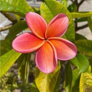 Meet your Posher, Macie!